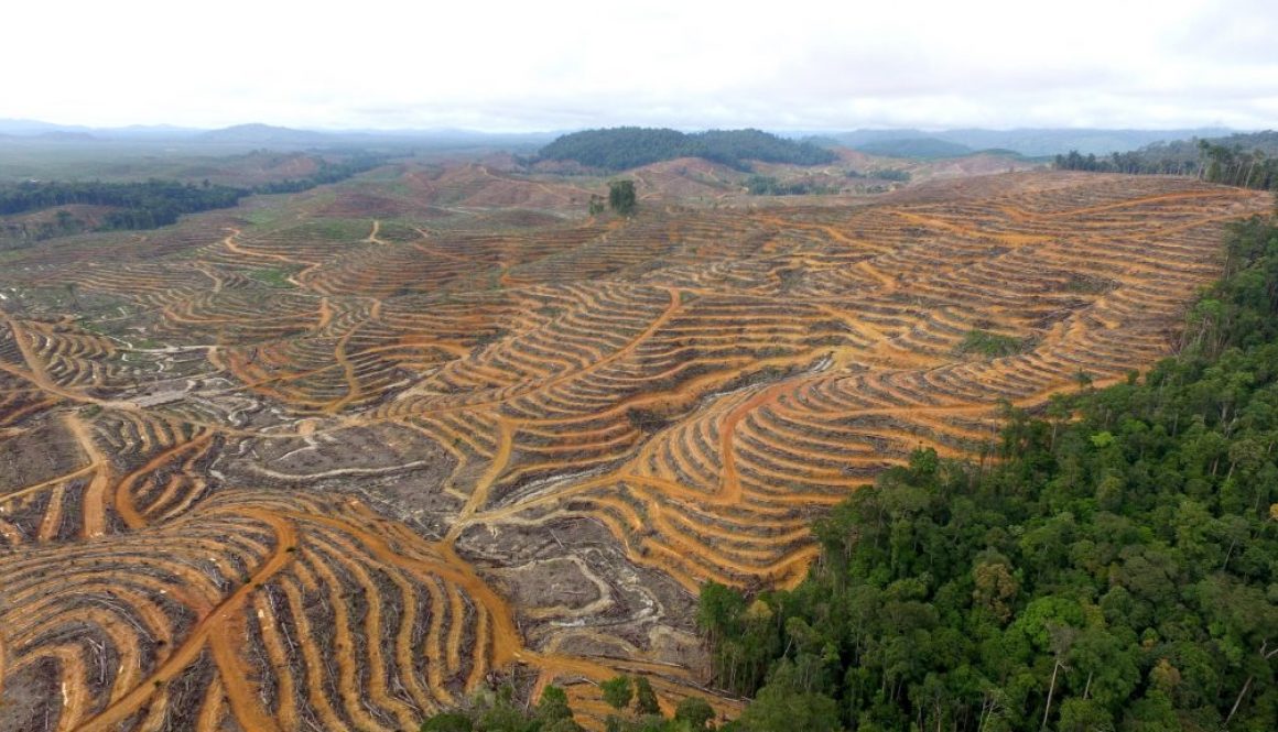Deforestasi : Perusakan Lingkungan dan Pelanggaran HAM